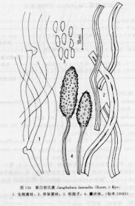 黃白容氏菌 黃白容氏菌