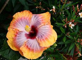 第五維度[朱槿品種]