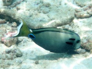 坦氏刺尾魚 坦氏刺尾魚