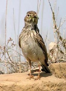 小短趾百靈 小短趾百靈