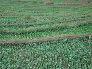 奎家村農村經濟－種植業