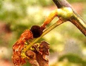 藥用植物桃南瓜麴黴病 藥用植物桃南瓜麴黴病