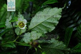 大花懸鉤子 大花懸鉤子