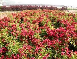 紅花錦帶 紅花錦帶