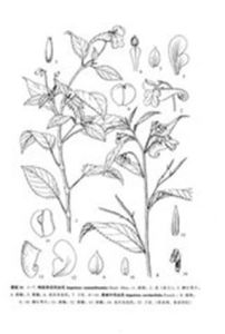 慕索鳳仙花 慕索鳳仙花