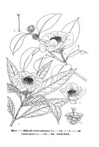 香港紅山茶墨線圖