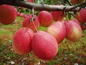 紐西蘭紅梨 紐西蘭紅梨