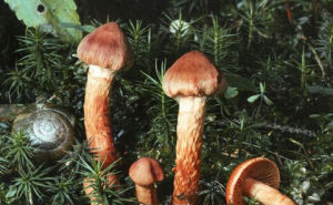 鱗絲膜菌 鱗絲膜菌