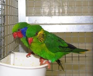 須吸蜜鸚鵡指名亞種 須吸蜜鸚鵡指名亞種