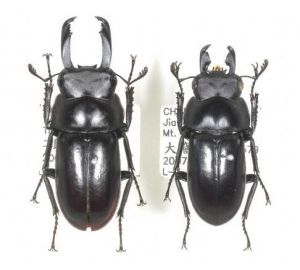 別絲刀鍬甲 別絲刀鍬甲