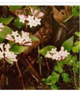 法斗蛇根草 法斗蛇根草