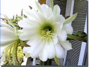 刺翁柱屬 刺翁柱屬