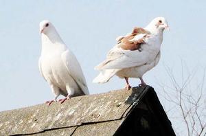 鴿子[鳩鴿科鴿屬鳥類統稱]