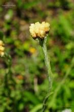 硫黃淡黃香青 硫黃淡黃香青