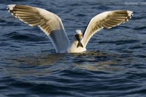 小黑背鷗 小黑背鷗