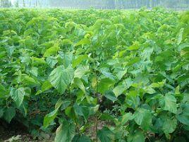 下王家村 下王家村