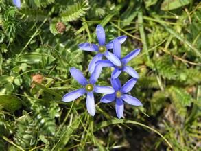 小葉藍鐘花 小葉藍鐘花