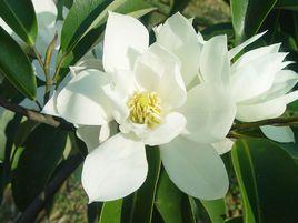 深山含笑 深山含笑