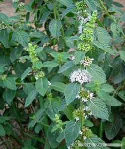 薄荷[唇形科植物]