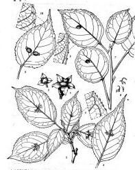 灰色青莢葉 灰色青莢葉