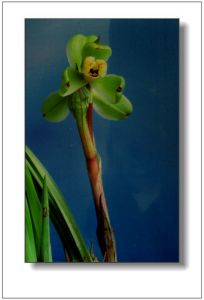 單花薺屬 單花薺屬