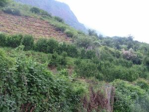 小落開村 小落開村