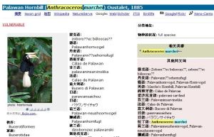 Palawan Hornbill (Anthracoceros marchei)