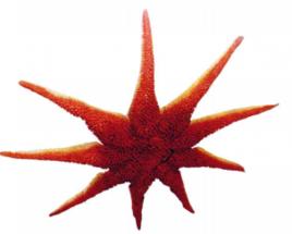 太陽海星 太陽海星