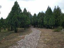 安徽八公山國家森林公園