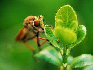 （圖）古田釘突食蟲虻