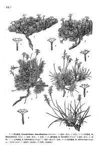 刺葉彩花(原變種) 刺葉彩花(原變種)