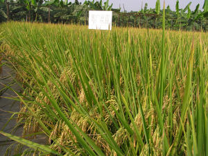 廣超絲苗 廣超絲苗