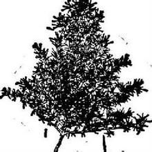 阿拉善單刺蓬 阿拉善單刺蓬