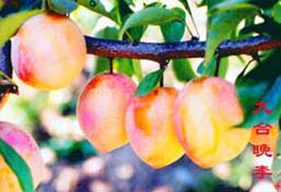 九台晚李 九台晚李