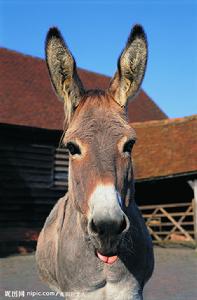 布里丹毛驢效應