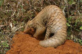 印度穿山甲 印度穿山甲