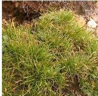 大花嵩草（原變種）