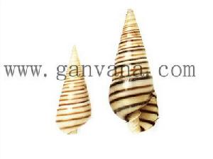 彩環塔螺 彩環塔螺