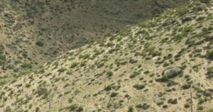 稀疏灌叢 稀疏灌叢