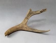 梅花鹿角 梅花鹿角