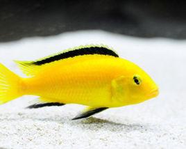 淡黑鑷麗魚 淡黑鑷麗魚