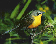 黃胸蟲森鶯 黃胸蟲森鶯