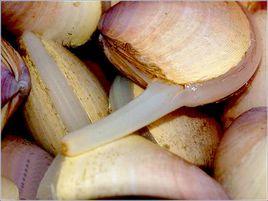 日照西施舌 日照西施舌