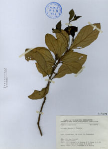 大武山木姜子 大武山木姜子