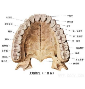 上頜 上頜
