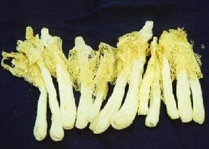 黃裙竹蓀蘑菇 黃裙竹蓀蘑菇