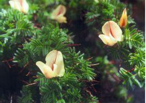 烏盧套棘豆 烏盧套棘豆