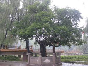 酒樹--千年古桑