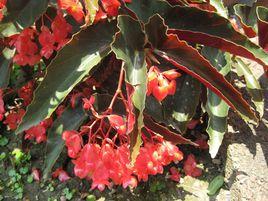 大紅秋海棠 大紅秋海棠