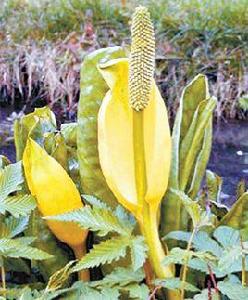 黃花水芭蕉 黃花水芭蕉